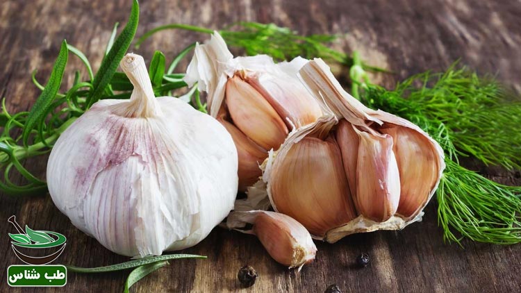 طبع-و-خواص-سیر-در-طب-سنتی-ایرانی-اسلامی-چیست-؟|طبع-و-خواص-سیر-ناشتا-در-طب-سنتی