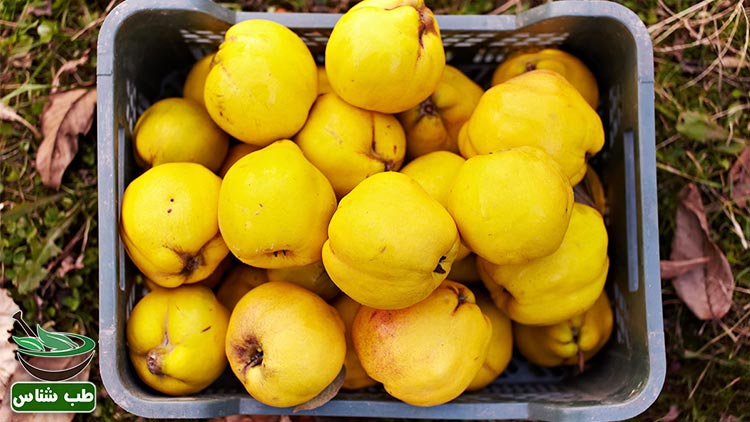 طبع-و-خواص-به-در-طب-سنتی-ایرانی-اسلامی