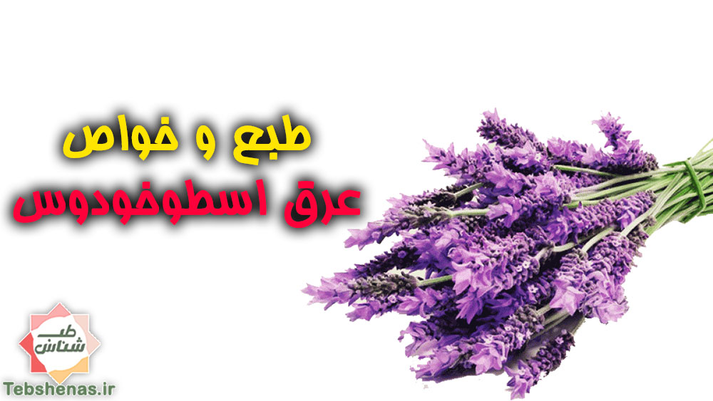 طبع و خواص عرق اسطوخودوس در طب سنتی ایرانی اسلامی