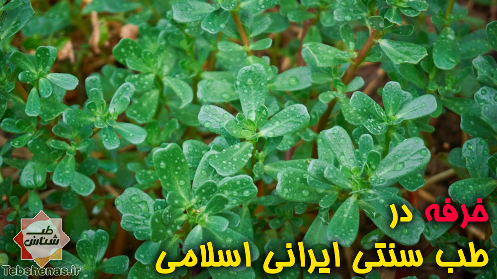 خواص و طبع خرفه در طب سنتی ایرانی اسلامی|خواص و طبع خرفه در طب سنتی ایرانی اسلامی