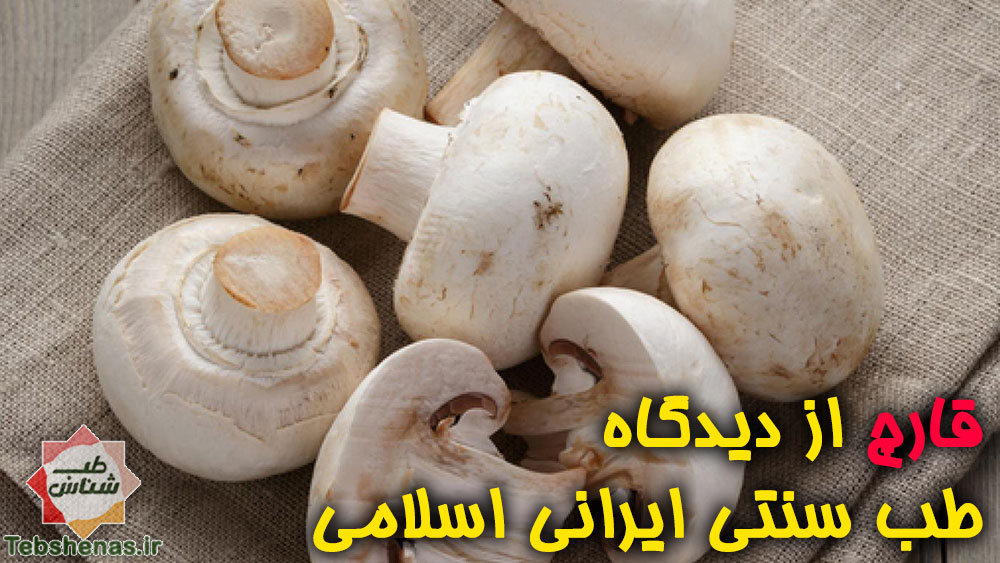 خواص و طبع قارچ از دید طب سنتی|خواص و طبع قارچ از دید طب سنتی