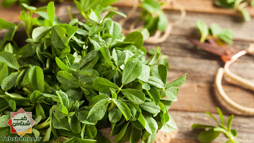 طبع و خواص شنبلیله در طب سنتی