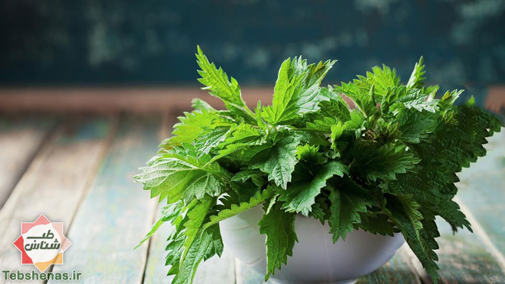 طبع و خواص گزنه در طب سنتی دمنوش گیاهی