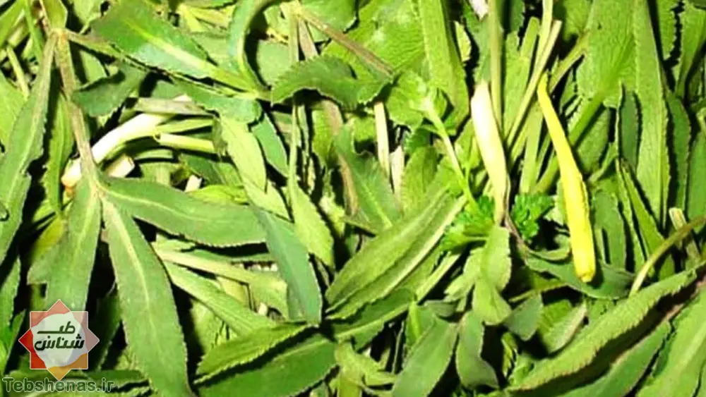 طبع و خواص غازیاغی در طب سنتی|طبع و خواص گیاه غازیاغی در طب سنتی|خواص غازیاغی