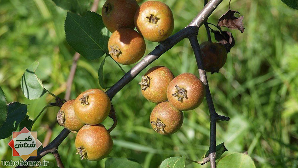 طبع و خواص گلابی وحشی در طب سنتی اسلامی