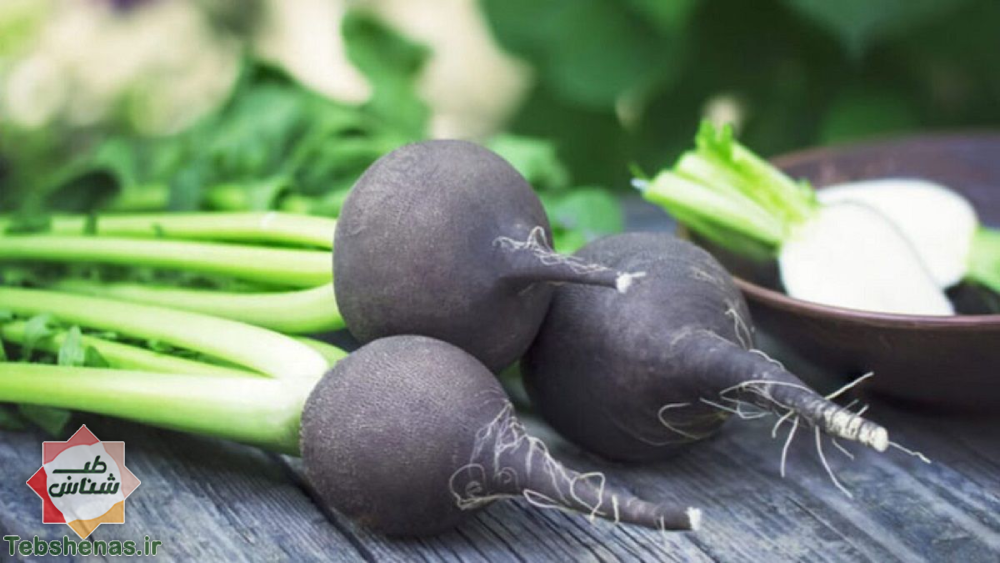 طبع و خواص ترب سیاه در طب سنتی|طبع و خواص ترب سیاه در طب سنتی ایرانی و اسلامی