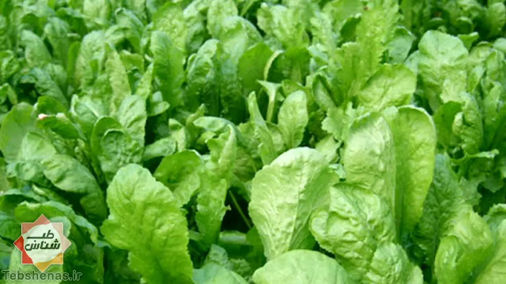طبع-و-خواص-سبزی-شاهی-در-طب-سنتی||طبع-و-خواص-شاهی-در-طب-سنتی-ایرانی-و-اسلامی