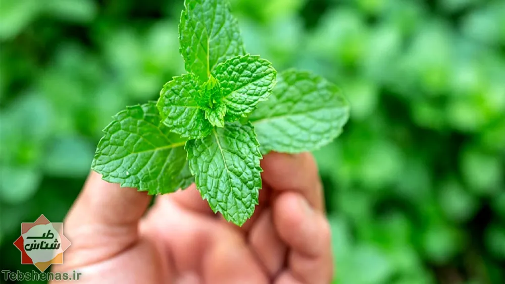 طبع و خواص سوسنبر در طب سنتی|طبع و خواص سوسنبر در طب سنتی ایرانی و اسلامی