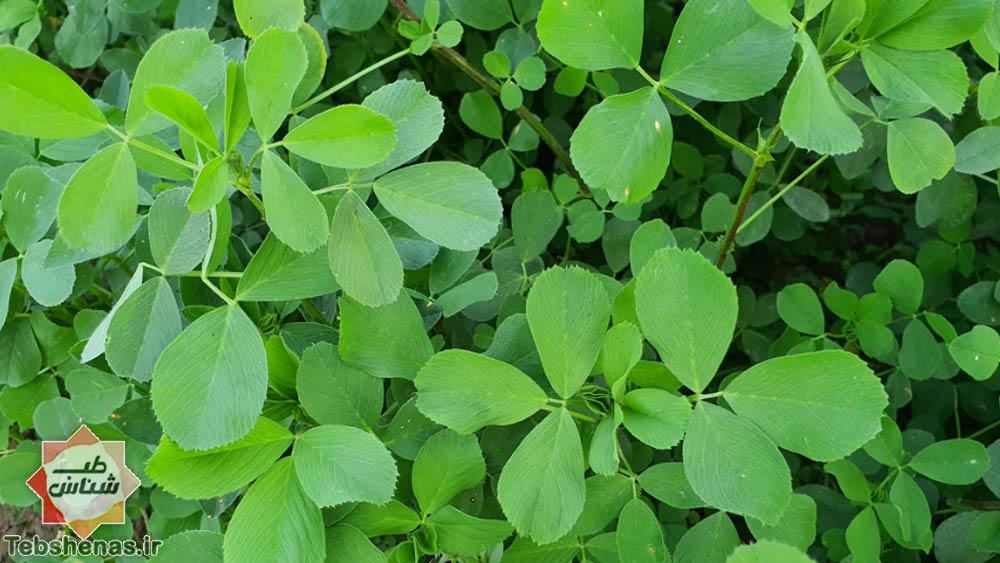 طبع-و-خواص-یونجه-در-طب-سنتی-ایرانی-اسلامی