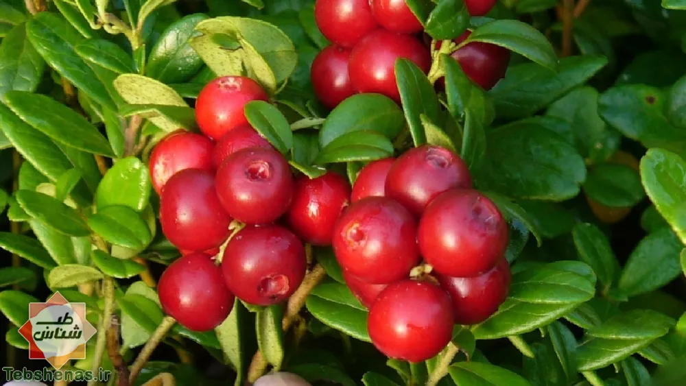قره قاط سلاحی برای مبارزه با دیابت و فشارخون بالا