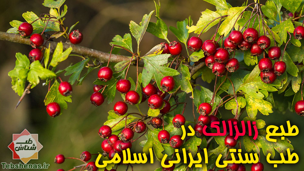 طبع و خواص زالزالک در طب سنتی ایرانی اسلامی|خواص زالزالک در طب سنتی ایرانی اسلامی