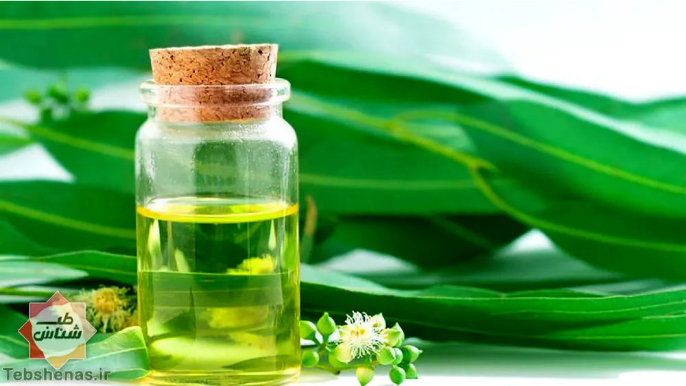 طبع و خواص عرق اکالیپتوس در طب سنتی ایرانی و اسلامی|طبع عرق اکالیپتوس