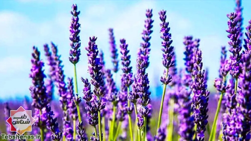 گیاهان دارویی جدید و ناشناخته