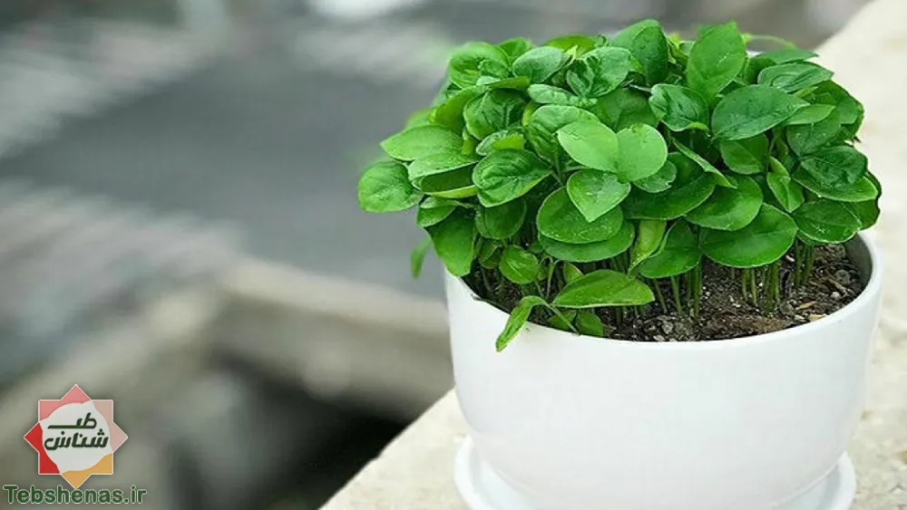 طبع و خواص عرق خرفه در طب سنتی|طبع عرق خرفه