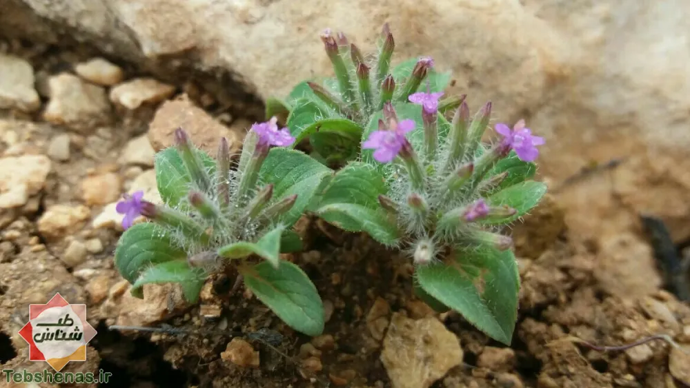 طبع و خواص عرق کاکوتی در طب سنتی|خواص و طبع عرق کاکوتی در طب سنتی + 12 خاصیت فوق العاده عرق کاکوتی|طبع عرق کاکوتی