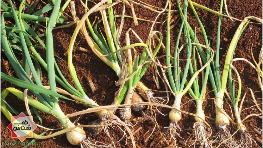 طبع و خواص برگ سیر در طب سنتی|طبع برگ سیر