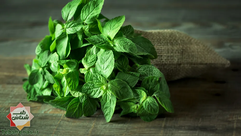 طبع و خواص نعنا در طب سنتی|طبع و خواص نعنا در طب سنتی نعنا فلفلی Mentha|طبع و خواص نعنا در طب سنتی ایرانی|طبع نعناع