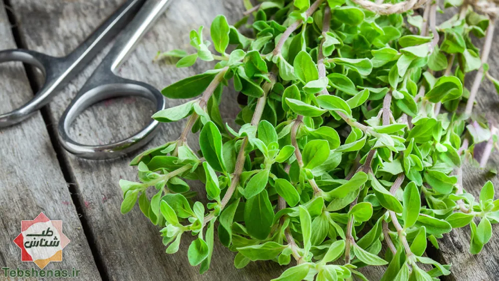 طبع و خواص مرزنجوش در طب سنتی|طبع مرزنجوش یا مرزنگوش|خواص مرزنجوش یا مرزنگوش