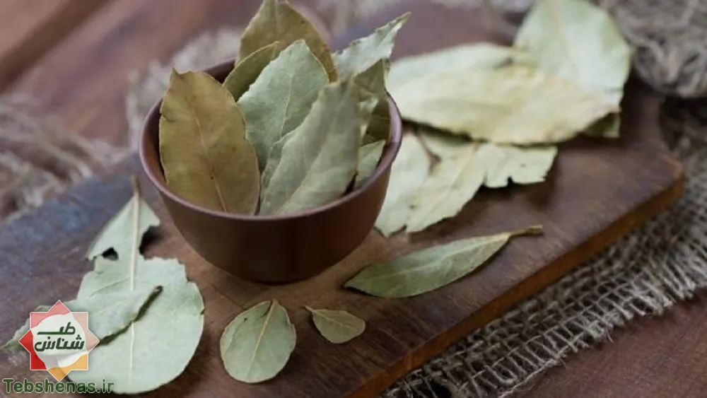 طبع و خواص برگ بو در طب سنتی|طبع برگ بو|خواص برگ بو