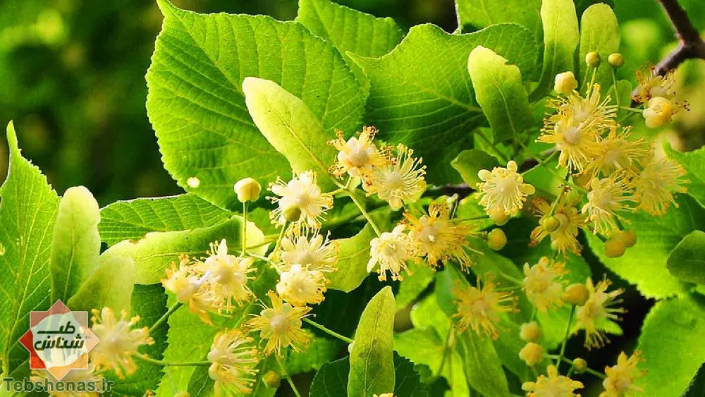 همه چیز در باره خواص و ویژگی های نمدار برگ ریز|خواص نمدار برگ ریز||عوارض و مضرات نمدار برگ ریز