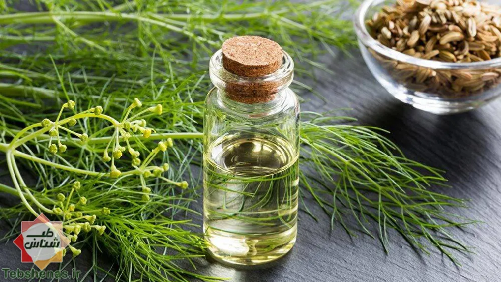 طبع و خواص روغن شوید در طب سنتی|خواص روغن شوید