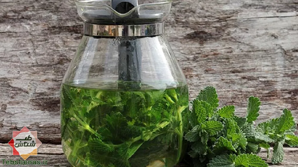 طبع و خواص نعناع گربه ای در طب سنتی|خواص نعناع گربه ای