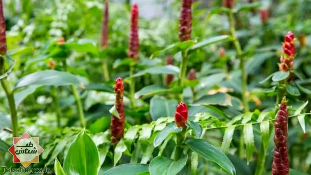 طبع و خواص روغن قسط در طب سنتی|طبع روغن قسط