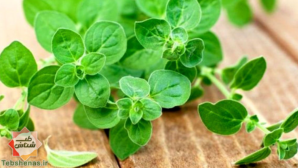 خواص و طبع پونه در طب سنتی