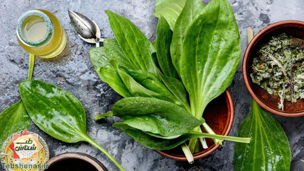 طبع بارهنگ و خواص آن در طب سنتی|طبع و خواص بارهنگ در طب سنتی