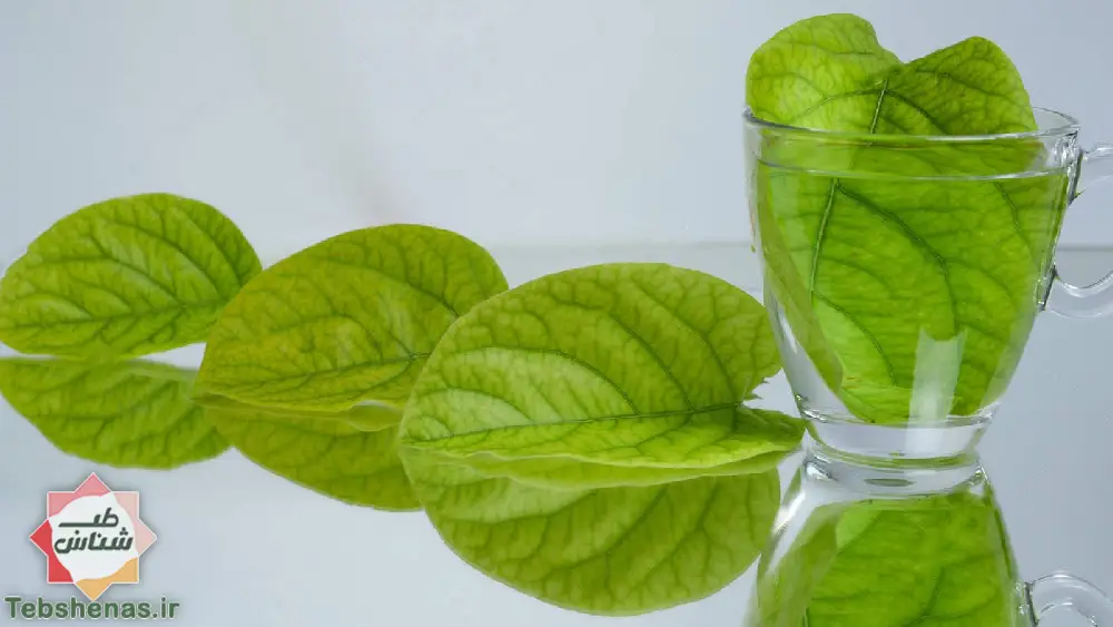 طبع و خواص برگ به در طب سنتی|خواص برگ به