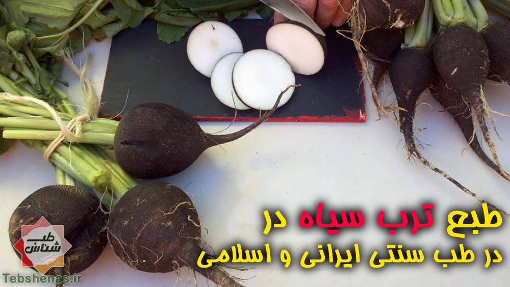 طبع و خواص ترب سیاه در طب سنتی ایرانی و اسلامی