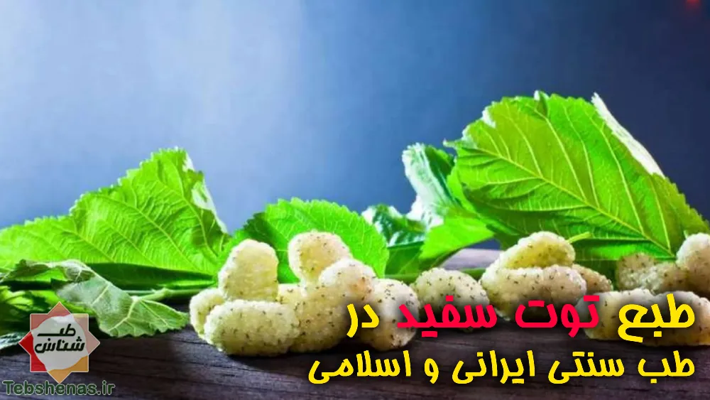 طبع و خواص توت سفید در طب سنتی ایرانی و اسلامی