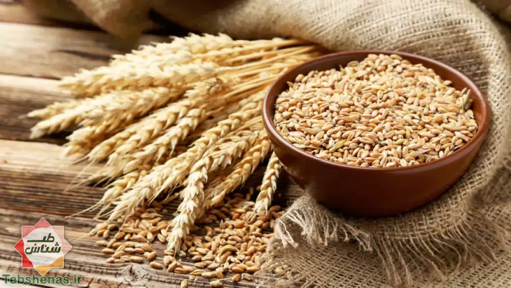 طبع و خواص گندم در طب سنتی