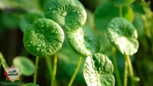 10 خاصیت فوق العاده گیاه آب قاشقی+ طریقه مصرف+ مضرات